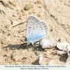 polyommatus amandus altyagach male1